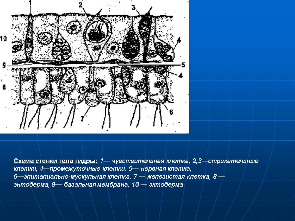 Http kraken 2kr